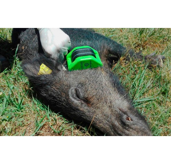 GPS seguimiento jabali - Imagen 3