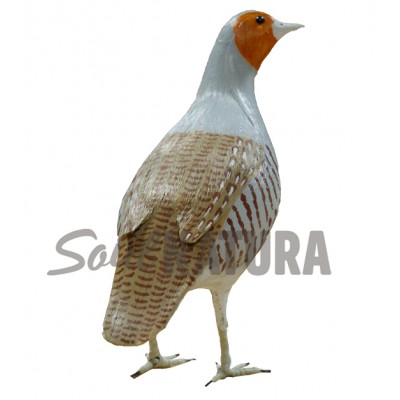 PERDIZ PARDILLA - Imagen 2