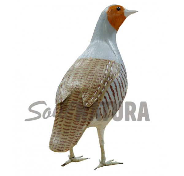 PERDIZ PARDILLA - Imagen 2