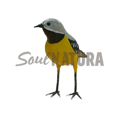 LAVANDERA CASCADEÑA (PÁJARO DE PITA) - Imagen 1