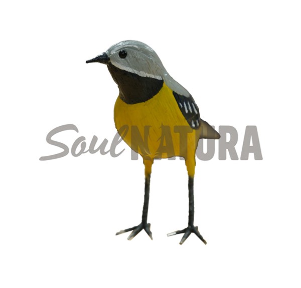 LAVANDERA CASCADEÑA (PÁJARO DE PITA) - Imagen 1