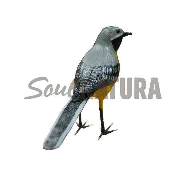 LAVANDERA CASCADEÑA (PÁJARO DE PITA) - Imagen 2