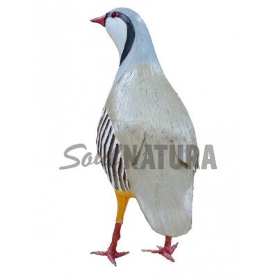 ▷ PERDIZ GRIEGA PÁJARO DE PITA | Soul Natura - Imagen 2