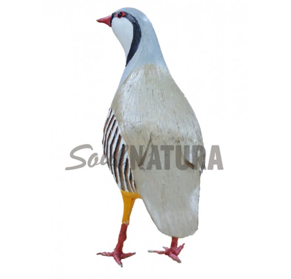 ▷ PERDIZ GRIEGA PÁJARO DE PITA | Soul Natura - Imagen 2