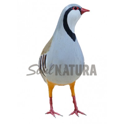 ▷ PERDIZ GRIEGA PÁJARO DE PITA | Soul Natura - Imagen 3