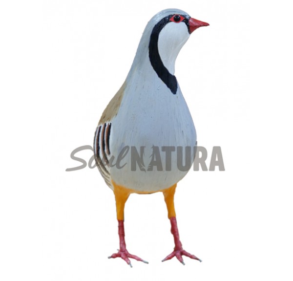 ▷ PERDIZ GRIEGA PÁJARO DE PITA | Soul Natura - Imagen 3