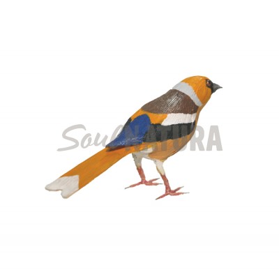 PICO GORDO (PÁJARO DE PITA) - Imagen 2