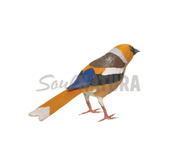 PICO GORDO (PÁJARO DE PITA) - Imagen 2