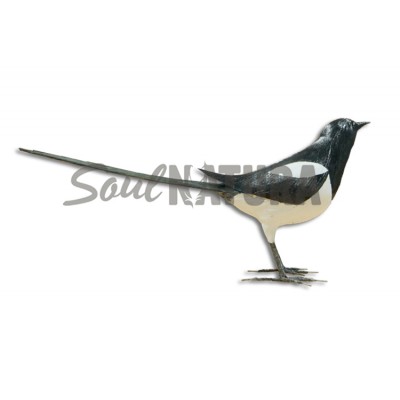 URRACA (Pica pica) - Imagen 2