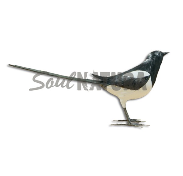 URRACA (Pica pica) - Imagen 2