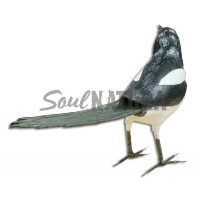 URRACA (Pica pica) - Imagen 3