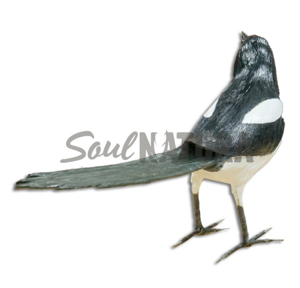 URRACA (Pica pica) - Imagen 3