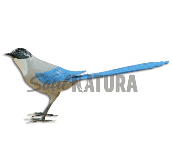 RABILARGO PÁJARO DE PITA - Imagen 1