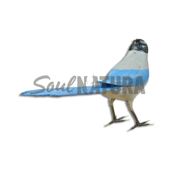 RABILARGO PÁJARO DE PITA - Imagen 3