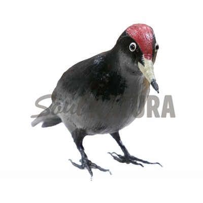 PICAMADEROS NEGRO (Dryocopus martius) PÁJARO DE PITA - Imagen 1