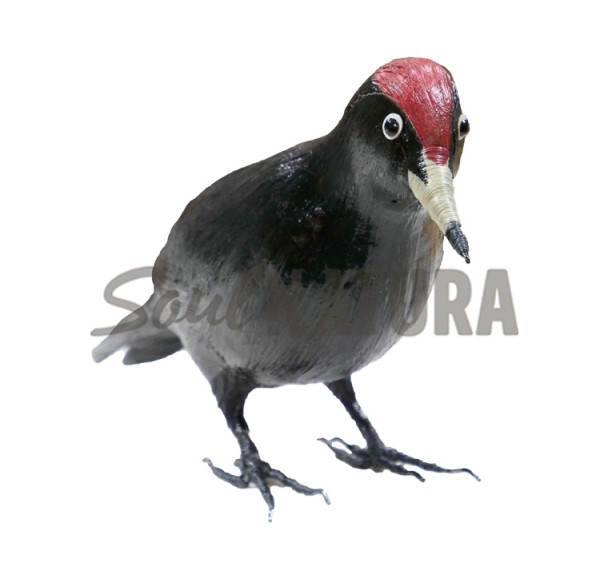 PICAMADEROS NEGRO (Dryocopus martius) PÁJARO DE PITA - Imagen 1