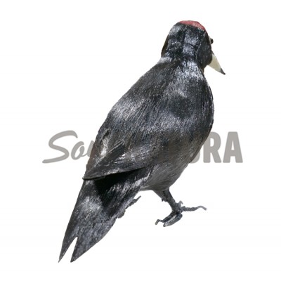 PICAMADEROS NEGRO (Dryocopus martius) PÁJARO DE PITA - Imagen 2