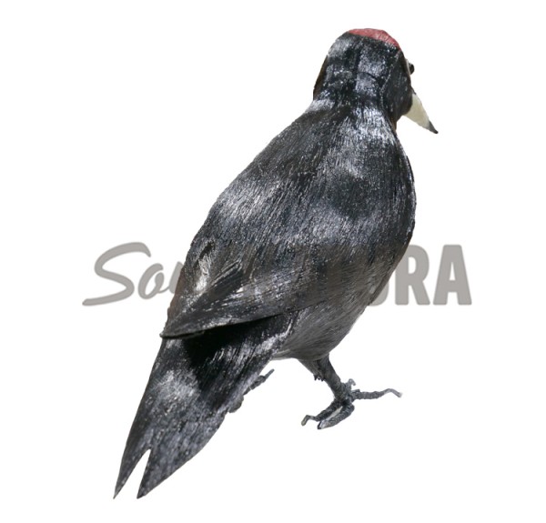 PICAMADEROS NEGRO (Dryocopus martius) PÁJARO DE PITA - Imagen 2