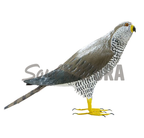 ▷ AZOR (PÁJARO DE PITA) | Soul Natura - Imagen 2