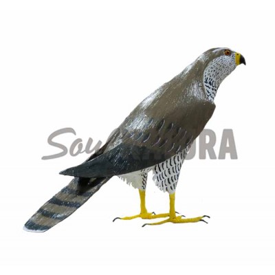 ▷ AZOR (PÁJARO DE PITA) | Soul Natura - Imagen 3