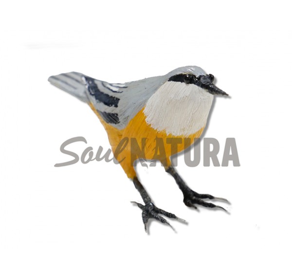 TREPADOR AZUL - Imagen 3