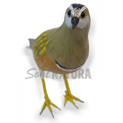 CHORLITO CARAMBOLO (Charadrius morinellus) Pájaro de PITA - Imagen 1