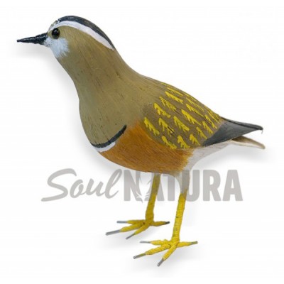 ▷ CHORLITO CARAMBOLO (Charadrius morinellus) Pájaro de PITA | Soul Natura - Imagen 2