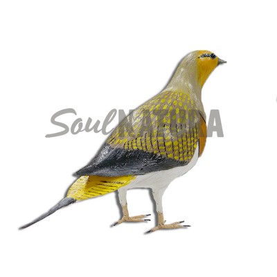 ▷ GANGA IBÉRICA (Pterocles alchata) Pájaro de PITA | Soul Natura - Imagen 1