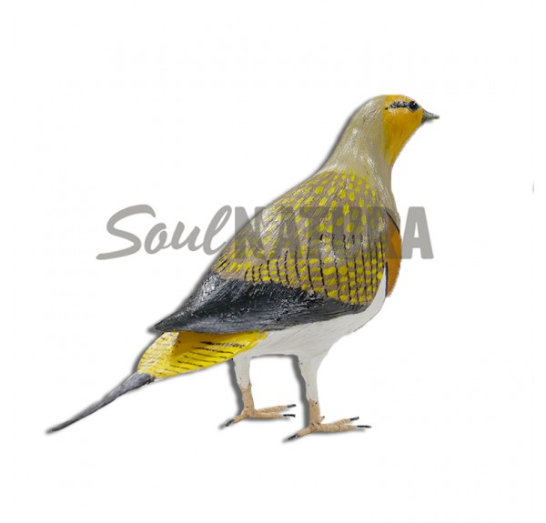 ▷ GANGA IBÉRICA (Pterocles alchata) Pájaro de PITA | Soul Natura - Imagen 1