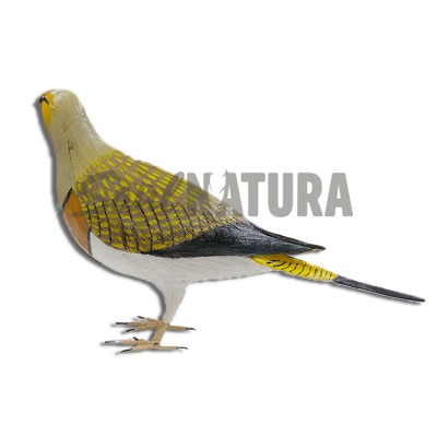 ▷ GANGA IBÉRICA (Pterocles alchata) Pájaro de PITA | Soul Natura - Imagen 2