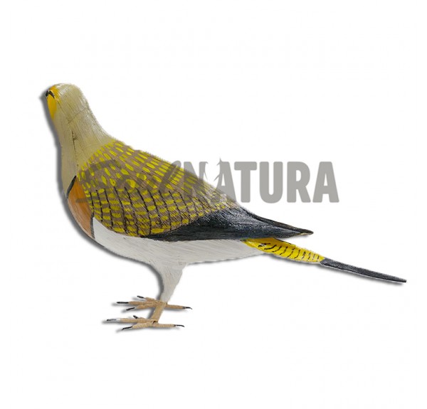 ▷ GANGA IBÉRICA (Pterocles alchata) Pájaro de PITA | Soul Natura - Imagen 2