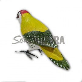PITO REAL (Picus viridis) Pájaro de PITA - Imagen 2