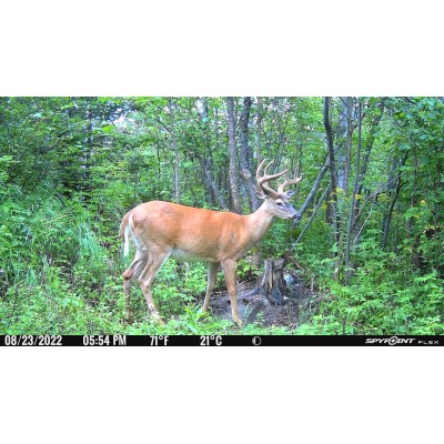 ▷ FLEX SPYPOINT | Soul Natura - Imagen 9