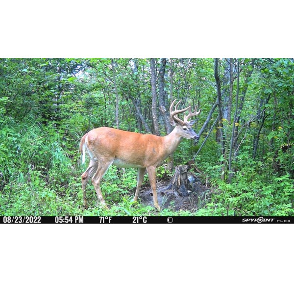 ▷ FLEX SPYPOINT | Soul Natura - Imagen 9