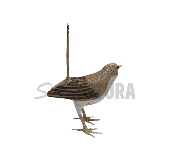 ALZACOLA ROJIZO (PÁJARO DE PITA) - Imagen 2