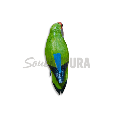 AGAPORNI Pájaro de PITA - Imagen 3