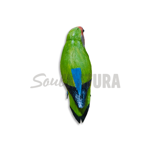 AGAPORNI Pájaro de PITA - Imagen 3