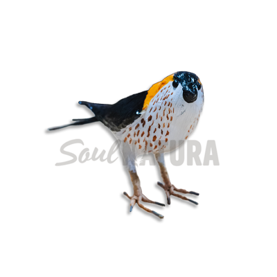 GOLONDRINA DÁURICA - Imagen 1