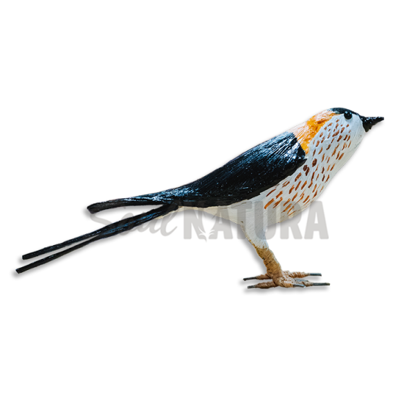 GOLONDRINA DÁURICA - Imagen 2