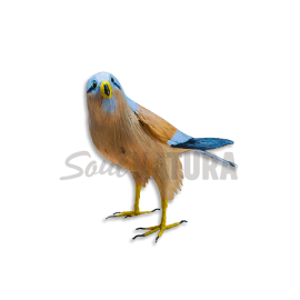 CERNÍCALO PRIMILLA Pájaro de PITA - Imagen 1