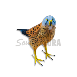 CERNÍCALO VULGAR (Falco tinnunculus) Pájaro de PITA - Imagen 2