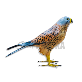 CERNÍCALO VULGAR (Falco tinnunculus) Pájaro de PITA - Imagen 3