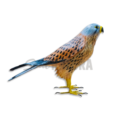 CERNÍCALO VULGAR (Falco tinnunculus) Pájaro de PITA - Imagen 2