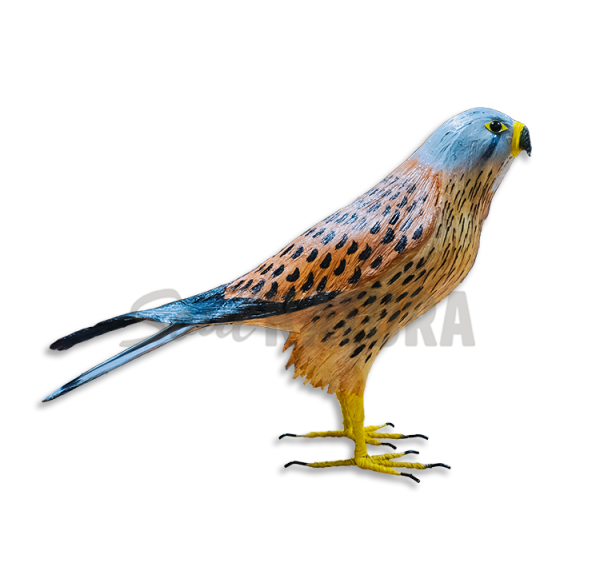 CERNÍCALO VULGAR (Falco tinnunculus) Pájaro de PITA - Imagen 2