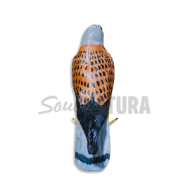 CERNÍCALO VULGAR (Falco tinnunculus) Pájaro de PITA - Imagen 4