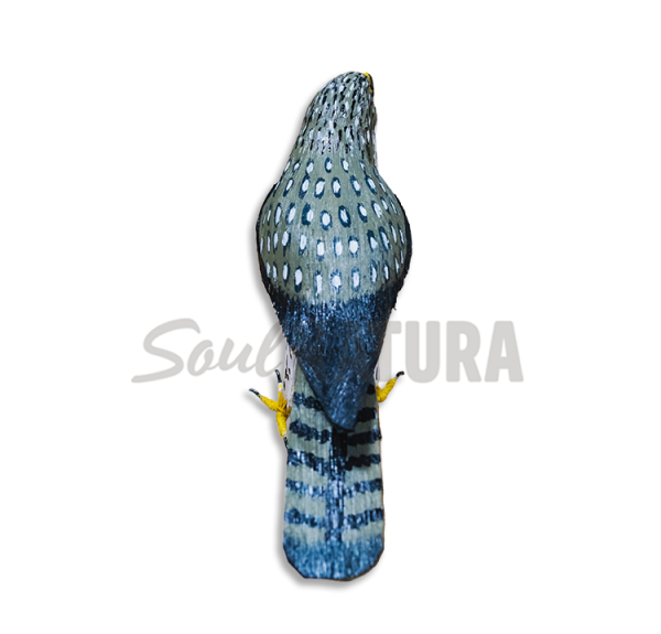 ▷ ÁGUILA PERDICERA PEQUEÑA (Aquila fasciata) Pájaro de PITA | Soul Natura - Imagen 5