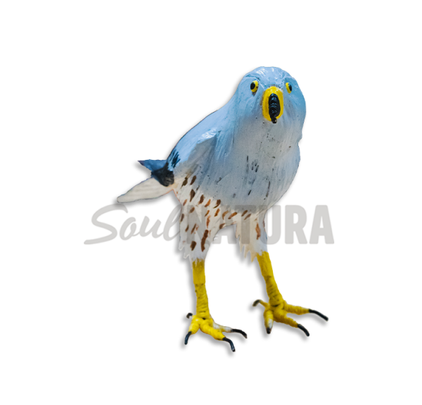 ▷ AGUILUCHO CENIZO PEQUEÑO Pájaro de PITA | Soul Natura - Imagen 1