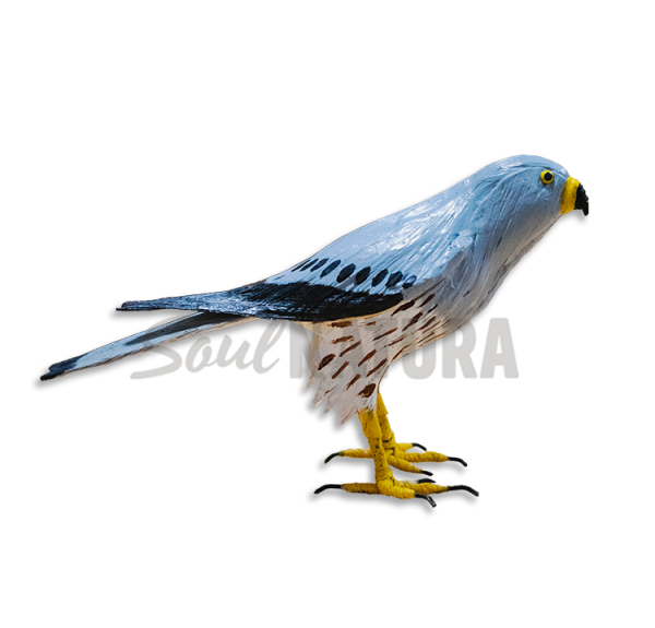 ▷ AGUILUCHO CENIZO PEQUEÑO Pájaro de PITA | Soul Natura - Imagen 2