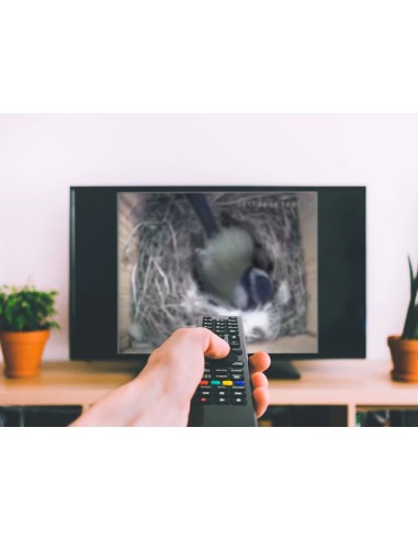 ▷ BIRD BOX CAMARA POR CABLE GREEN FEATHERS | Soul Natura - Imagen 1