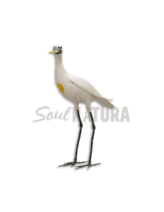 ▷ ESPÁTULA COMÚN MORITO (Platalea leucorodia) | Soul Natura - Imagen 1